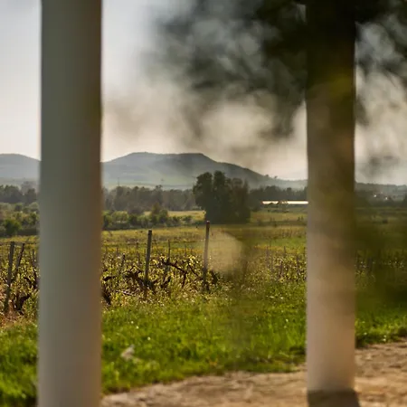 Vila Colle Dei Vigneti - Sardinian Vineyard Estate