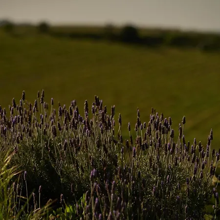 Colle Dei Vigneti - Sardinian Vineyard Estate Вилла