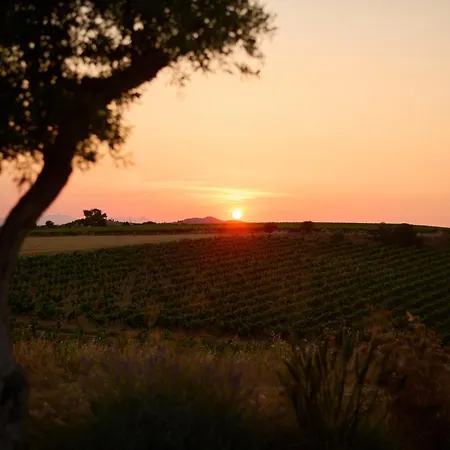 别墅 Colle Dei Vigneti - Sardinian Vineyard Estate