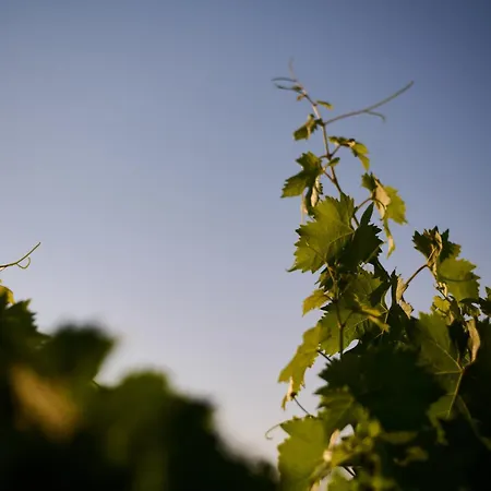 Colle Dei Vigneti - Sardinian Vineyard Estate Villa